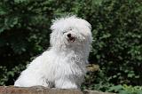 BICHON BOLONAIS 016